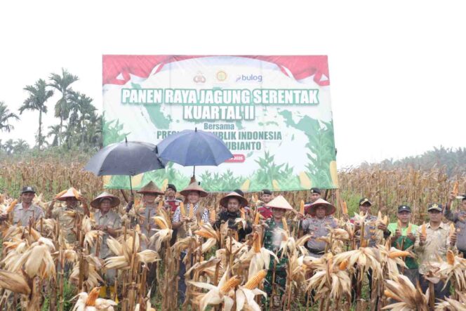 
 Panen Jagung Di Trumon, Bupati Aceh Selatan Dukung Program Ketahanan Pangan Nasional 