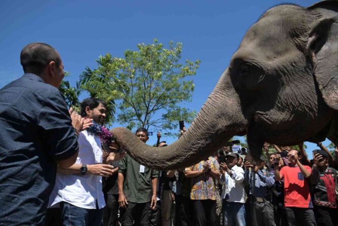 
 Tinjau Lokasi Konservasi Gajah di Aceh Tengah, Mualem Komitmen Atasi Konflik Manusia-Satwa Liar