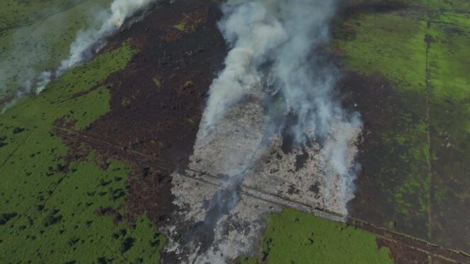 
 HAkA Temukan 72 Ha Hutan Aceh Selatan Terbakar di Kawasan PT ALIS