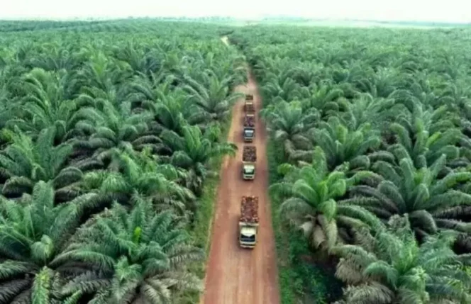 
 Pengalihan Hutan Adat untuk Penanaman Sawit: Dampak dan Tantangan