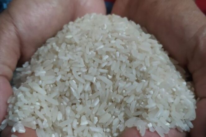
 Beras Oplosan Menghantui Pasar
