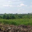 Lahan Masyarakat Yang Digarap oleh PT ALIS Tanpa HGU