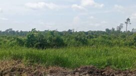 Lahan Masyarakat Yang Digarap oleh PT ALIS Tanpa HGU