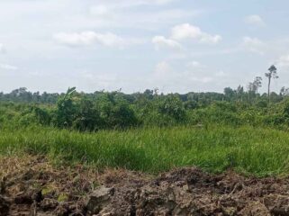 Lahan Masyarakat Yang Digarap oleh PT ALIS Tanpa HGU