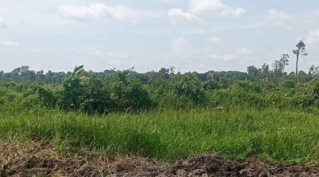Lahan Masyarakat Yang Digarap oleh PT ALIS Tanpa HGU