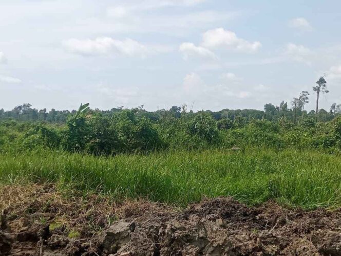 
 Lahan Masyarakat Yang Digarap oleh PT ALIS Tanpa HGU