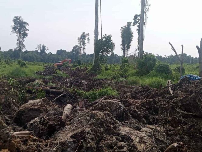 
 Lokasi Lahan PT ALIS yang disinyalir tanpa Sertifikat HGU