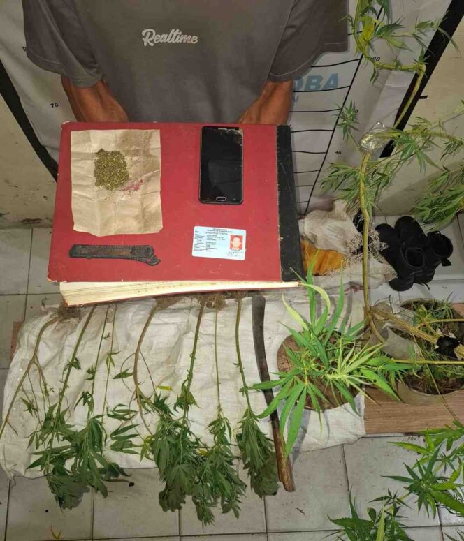 
 Satresnarkoba Polres Aceh Selatan Tangkap Petani Miliki Ganja di Kluet Utara