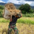 Semangat Kebersamaan, Personel Brigif TP 90/YGD Bantu Petani Panen Padi