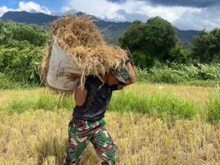 Semangat Kebersamaan, Personel Brigif TP 90/YGD Bantu Petani Panen Padi