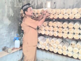 SMAN 9 Banda Aceh Budidayakan Jamur